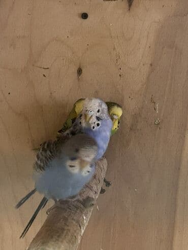 вольер для волнистых попугаев: Volnistiy tutuquşular — 2