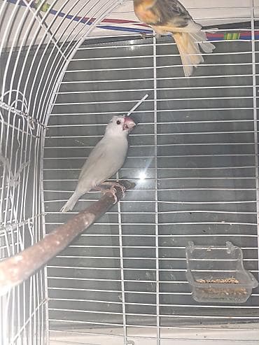 piwik satiwi: Amadin risivka 1yasa yaxindi biraz o biri quslar doymusduler indi — 2