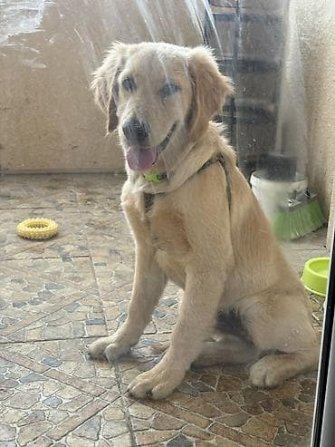 İtlər: Retriever, 5 ay — 1