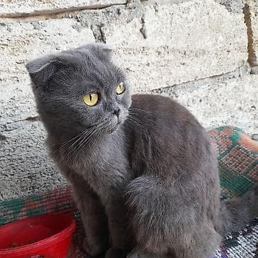 Şotland yastı qulaq