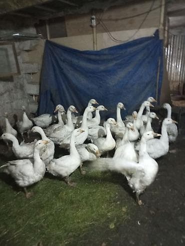 Dişi, | Linda, Damazlıq, Ünvandan götürmə lalafo.az -da Dişi, | Linda, Damazlıq, Ünvandan götürmə