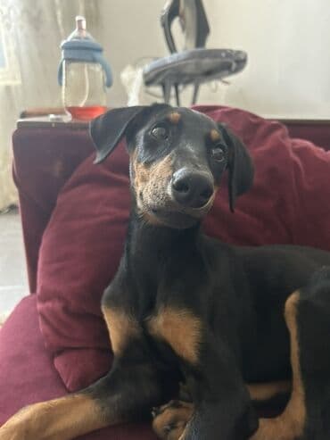 doberman qiymeti: Doberman, 2 ay, Dişi, Peyvəndli, Ünvandan götürmə — 1
