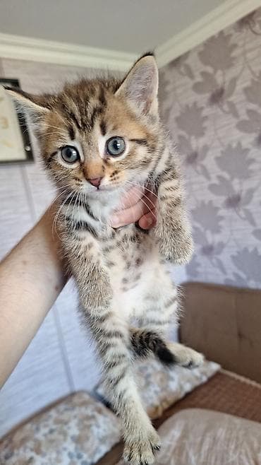 Ödənişli çatdırılma