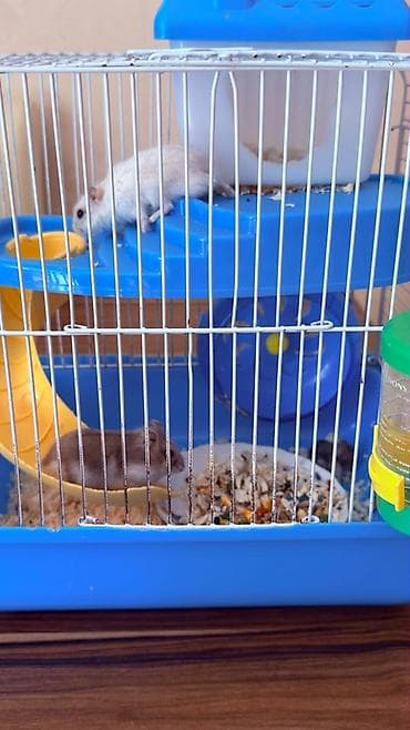 qefes: Hamster üçün tam dəst qəfəs Ağ və boz rəngli sevimli xamyaklardır — 3