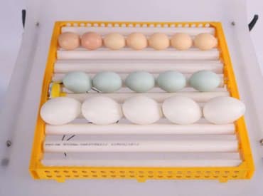 İnkubator üçün Motorlu latoklar, əasən qaz və dəvəquşu üçün nəzərdə lalafo.az -da İnkubator üçün Motorlu latoklar, əasən qaz və dəvəquşu üçün nəzərdə