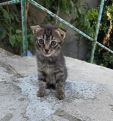 col pisiyi: Dişi — 2