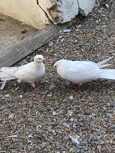 qus: Kohne mirvari quyruq Boz quyruq maya
Ağ erkekdir — 1