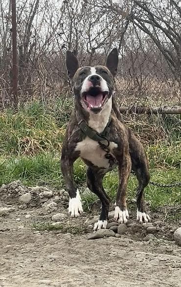 itler ucun qurd dermani: Pitbul, 11 ay, Dişi, Ödənişli çatdırılma — 4