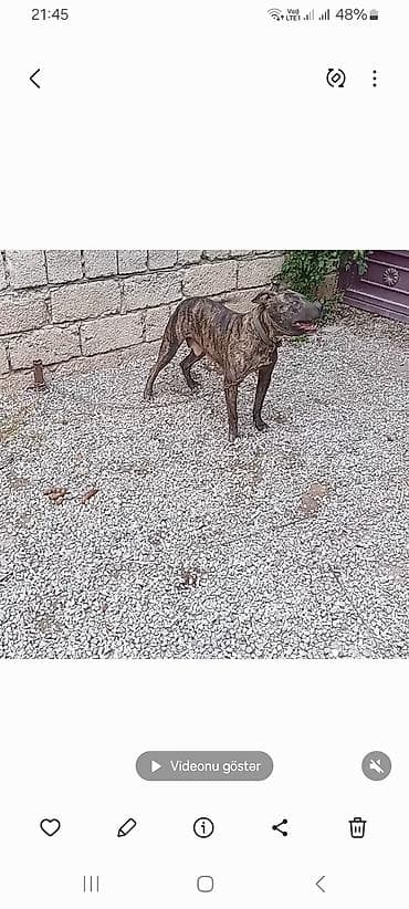 sirvan teze itler satisi: Staf 1 yaş. dişidi. 150 m — 1