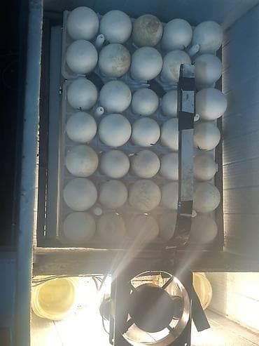 inkubator satiram: İnkibator 120 toyuq 70 qaz yumurtası tutur 1 ədəd deyil bu sadəcə — 3