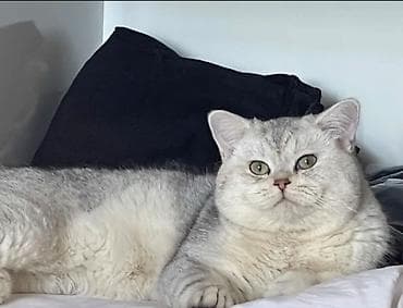 hamster satış: Şinşilla, Dişi, Yaxşı əllərə, Ünvandan götürmə — 7