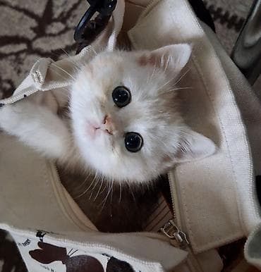 Qızıl şinşilla, Dişi, Yaxşı əllərə, Ünvandan götürmə, Ödənişli çatdırılma