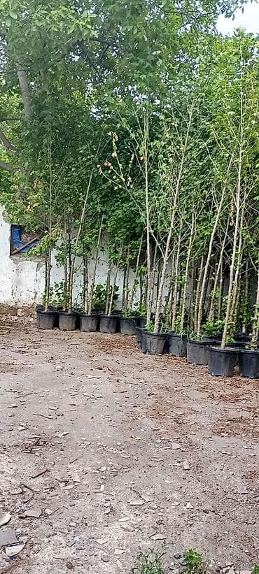 püste ağacı: Məhlul qablarda dekorativ ağac fidanları - Növ: Şaxəli, iri yarpaqlı — 1