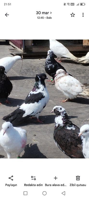 goyercin bazari: Göyercinler satilir biri 5 azn çox alan olsa 4 azn verecem unvan — 4