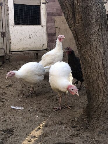 Digər heyvanlar: Dişi, Damazlıq, Ünvandan götürmə — 6