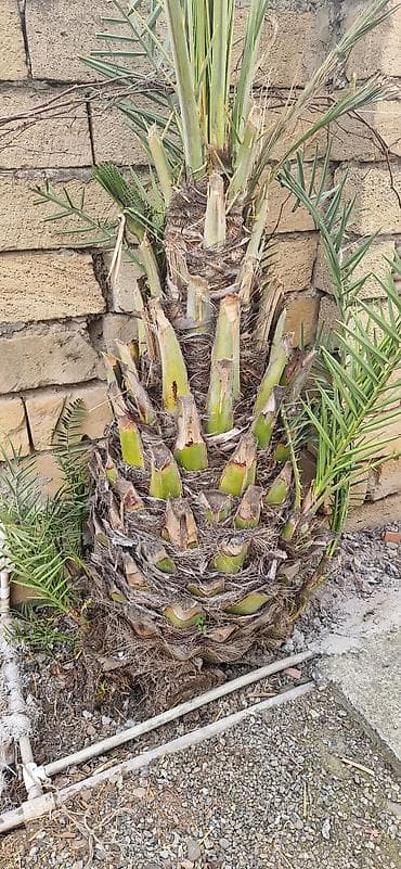 zolotoy us bitkisi: Xurma palmisi (Phoenix dactylifera) – həyət və bağ üçün dekorativ iri — 3