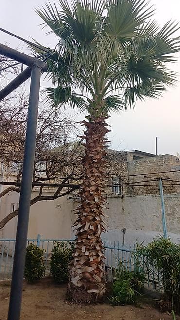 ağac adları: Ağaclar — 4