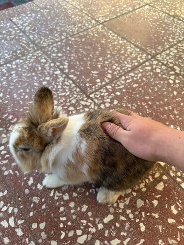 Akvariumlar: Satılır: İki sevimli karlik dovşan balası 🐇.Dişi dovşanımız ağ rəngdə — 2