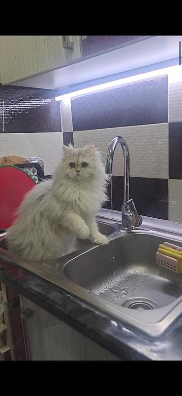 pişiy: Dişidi çütleşdirilir 0702500507 — 8