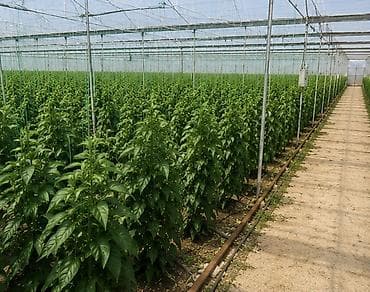 nabor hacar: Zire Qesebesi 2,20 hektarin torpaq satilir!!! icerisinde 55 sot — 6