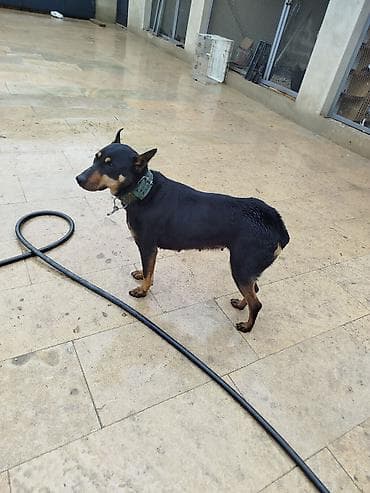 qurdbasar satisi: Doberman, 1 il, Dişi, Peyvəndli, Ödənişli çatdırılma — 5