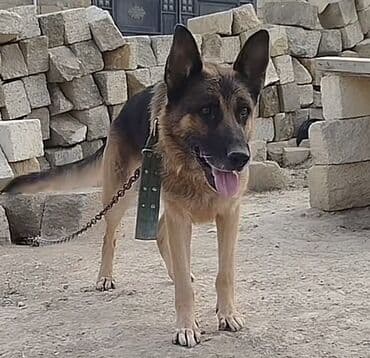 çoban işi: Alman çoban iti, 2 il, Erkek — 2