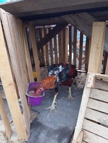 arpa toxumu satışı: Heyratı xoruz satılır 8-ayliqdi 60 AZN satılırbarterdə olunur — 6