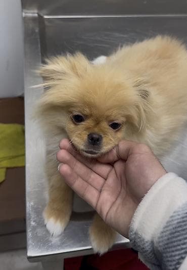 Heyvanlar üçün mallar: Şpitz — 3