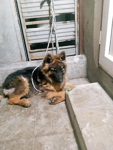 çin iti: Alman çoban iti, 5 ay, Peyvəndli — 1