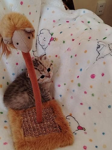 pişik cütleşdirmek: Britan — 8