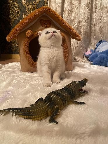 Şotland, Erkək, Dişi