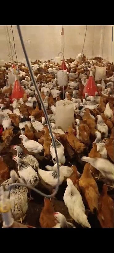 alman afçarkası balası: NOVXANİ TAM SAĞLAM 3 AY DAMAZLİQ ✅0️⃣5️⃣5️⃣-7️⃣7️⃣8️⃣-0️⃣9️⃣-8️⃣8️⃣ — 3