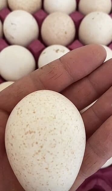 Aş qazanı: Huduşka yumurtasi — 1