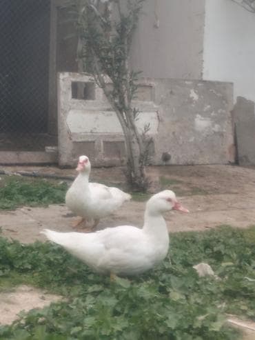 Dekorativ lal ağ ördək satılır