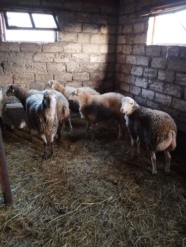 Salam kilosu 17 manata kəsilib verilir