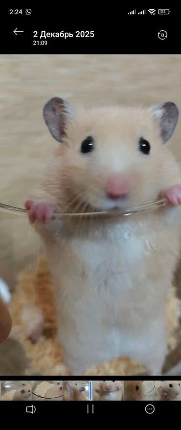 Növ: Xamster (qızılı/sarı kürklü, qara gözlü) Xüsusiyyətlər: - Yumşaq