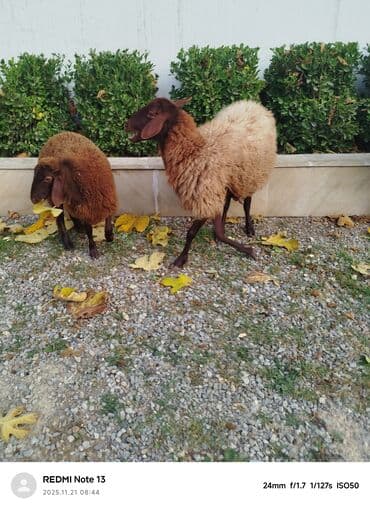 ev heyvanları adları: SalamQala qoyunları satılır. bir ana bala bir tek qoyun. quzu disidi — 5