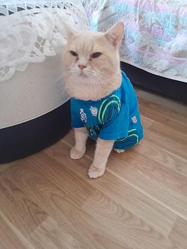 ponço nədir: Ponçikin 3 yaşı var vaxdım yoxdu baxa bilmirəm deyə satıram 1 sunka — 7