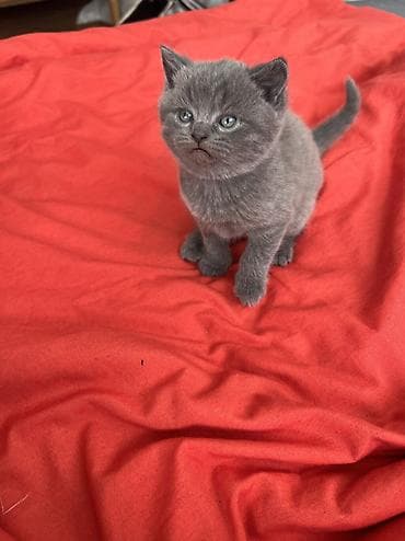 Britan, Erkək, Dişi, Yaxşı əllərə, Ünvandan götürmə