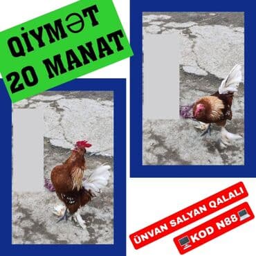 Məhsul: Xoruz Təsvir: - Şəkillərdə qırmızı-qəhvəyi rəngli, ağ