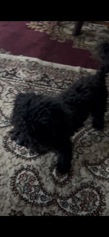 it davasi 2019: 1 il, Erkek, Ünvandan götürmə — 2