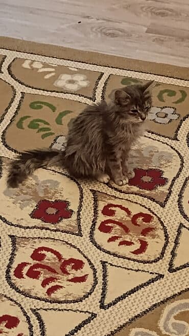 pişik gəncə: Yaxşı əllərə — 3