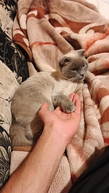 Akvariumlar: Şotland — 2