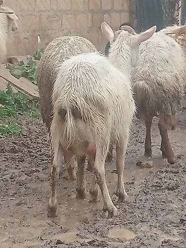 keçi satan: Super 1ci qarına super sanen keçi damazlıqa yararlı — 6