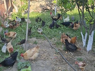 cuce ve xoruz: Qarışıq cinsli toyuqlar sürüsü yumurtalayan toyuqlar 15manat — 7