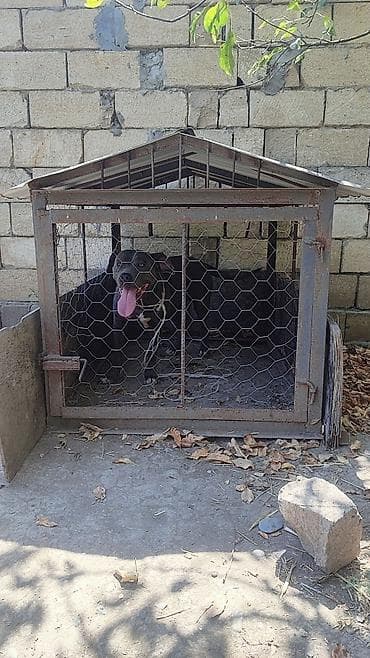 damazlıq heyvanların satışı: Pitbul, 8 il, Dişi, Ödənişli çatdırılma — 2