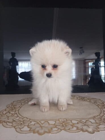 pomeran spic: Şpitz, 5 ay, Ünvandan götürmə — 2