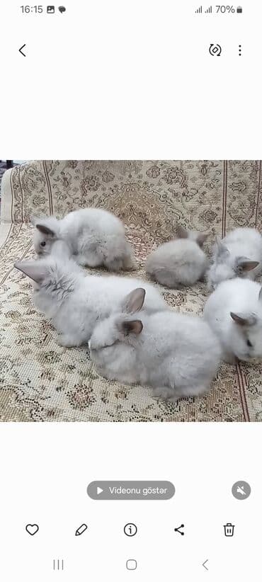 dovşan qefesi: Dovşanlar — 2