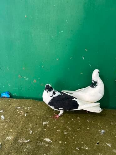 pulsuz heyvanlar verilir: Göyərçinlər – dekorativ növ - Şəkillərdə 3 ədəd dekorativ göyərçin — 2