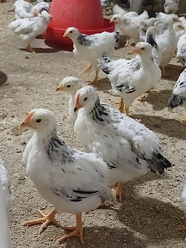 Heyvanlar: Toyuq cücələri, Damazlıq — 1